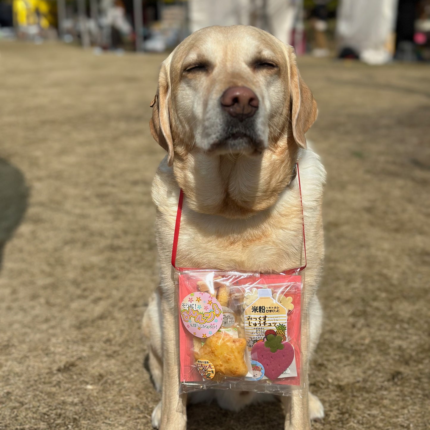 そうだ、るんルンを買ってかえろう!〜春の章